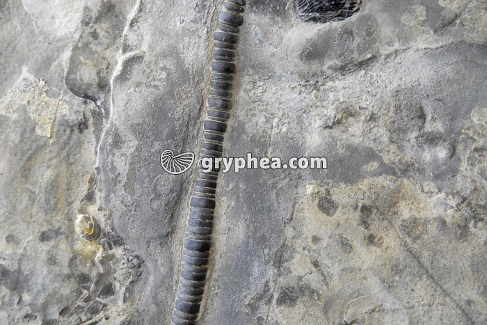 Entroques (Encrinus lilliformis, Trias) - gryphea.com